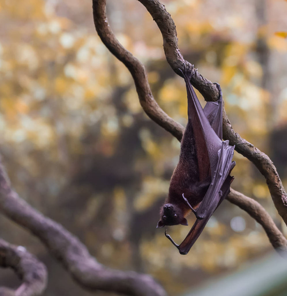 Cute bat hanging upside down on a branch on a yellow-brown background (Singapore) - Photo, Image