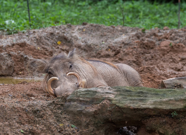 Αρσενικός χοίρος με μεγάλους χαυλιόδοντες lay σε μια λακκούβα, και εξετάζει τη φωτογραφική μηχανή (ζωολογικό κήπο της Σιγκαπούρης) - Φωτογραφία, εικόνα