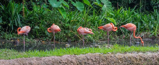 Пять розовых и оранжевых фламинго, стоящих в низкой воде рядом с зеленым лесом (Сингапур)
) - Фото, изображение