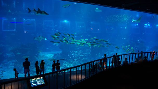 Huge aquarium in Singapore, with its inhabitants and visitors silhouettes - Fotoğraf, Görsel