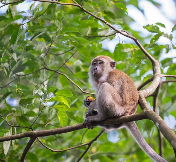 Блідо-червона мавпа сидить на гілці і тримає в руку Оранжевий плід (Сінгапур) - Фото, зображення