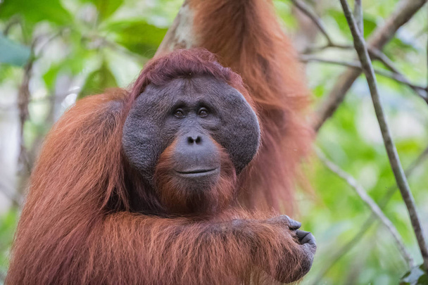 The big good-natured red orangutan with a wide muzzle sitting on the branches of a tree (Kumai, Indonesia) - Photo, Image