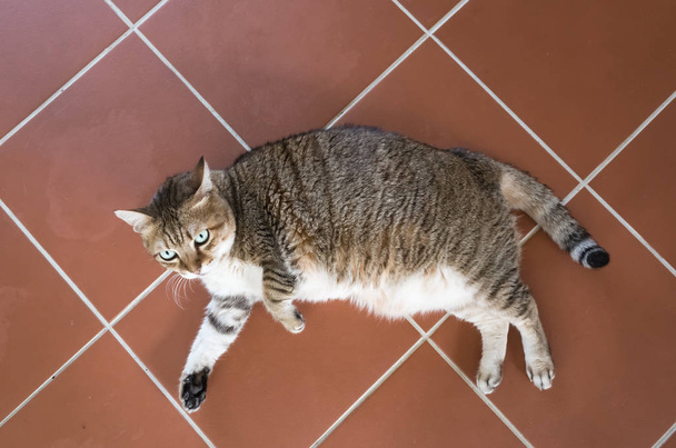 жир домашньої кішки
 - Фото, зображення