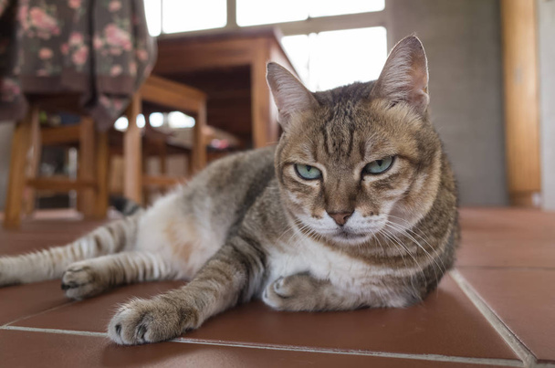 Жирная домашняя кошка
 - Фото, изображение