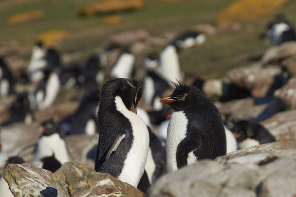 Colonie de pingouins Rockhopper
 - Photo, image