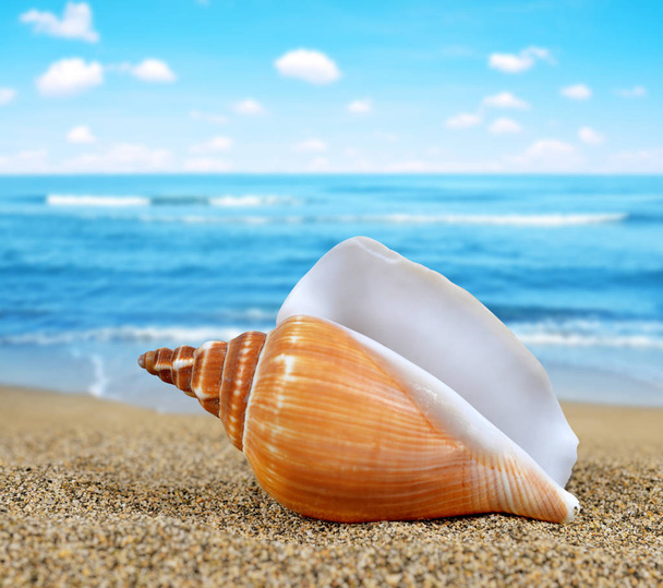 Tropical sea shell  - Photo, Image