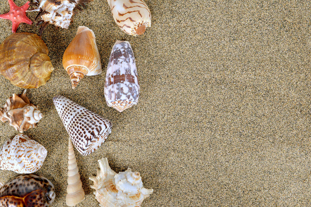 Deniz kabukları, kum - Fotoğraf, Görsel