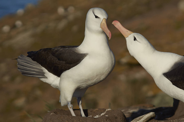  Schwarzbrauen-Albatrosse umwerben - Foto, Bild