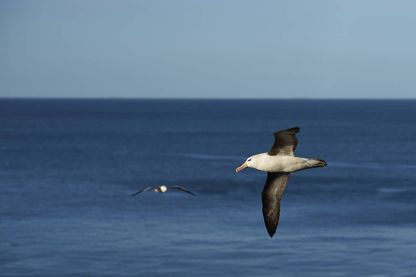 Black-Browed Albatross em voo
 - Foto, Imagem