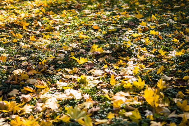 Yellow fallen autumn leaves - Фото, зображення