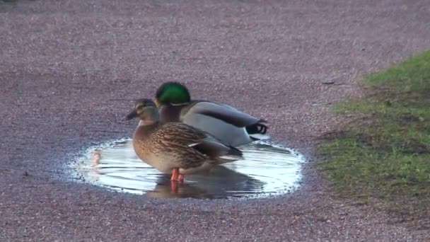Couple of Mallard ducks, close-up - Footage, Video