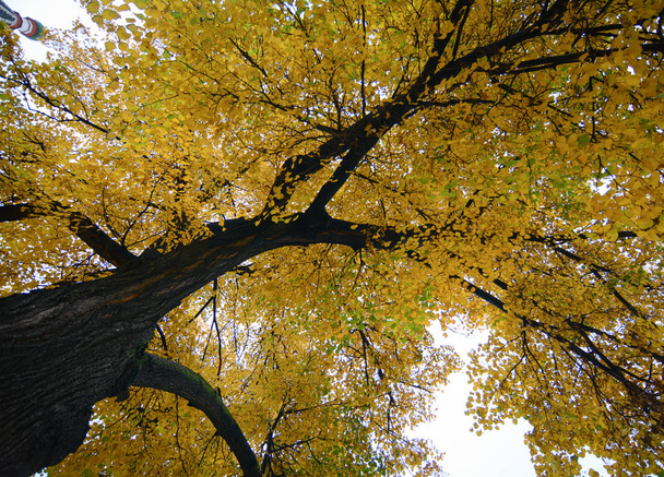 Huge tree with yellow leaves in autumn - Photo, image