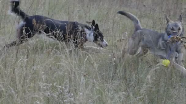 Σκύλοι κυνηγούν ένα άλλο σκυλί με ένα παιχνίδι αργή κίνηση - Πλάνα, βίντεο