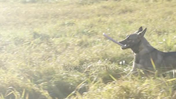 Honden jagen een andere hond met een speeltje Slow Motion - Video