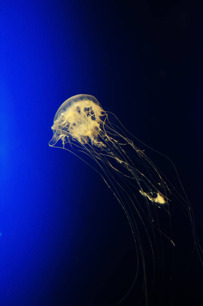jelly fish in sea - Foto, immagini