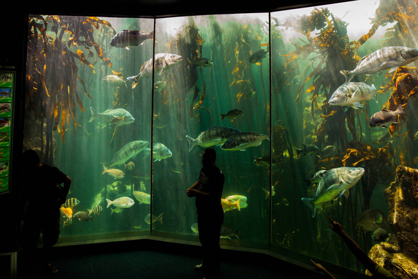 Obří ryby v akváriu dvou oceánů - Fotografie, Obrázek