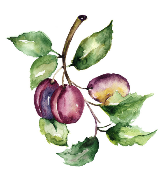 Stylized illustration of plum - Φωτογραφία, εικόνα