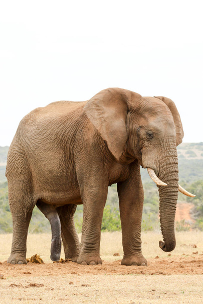 O elefante Bush está de pé
 - Foto, Imagem