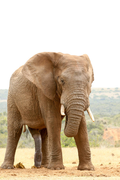 Bush Elephant - kijk niet naar me - Foto, afbeelding