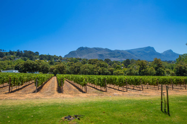 Groot Costantia Stellenbosch Wine Tour - Foto, Imagen