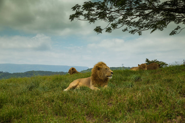 Refroidissement Lion safari Afrique du Sud
 - Photo, image