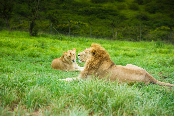 Refroidissement Lion safari Afrique du Sud
 - Photo, image