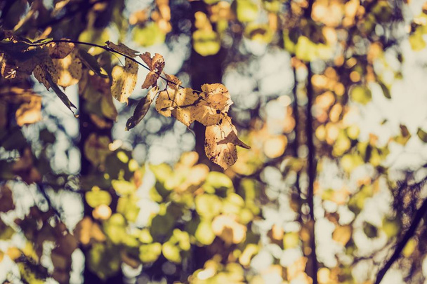 Vintage foto van gele herfst bladeren - Foto, afbeelding