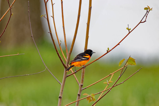 Baltimore Oriole on a Branch - Photo, Image