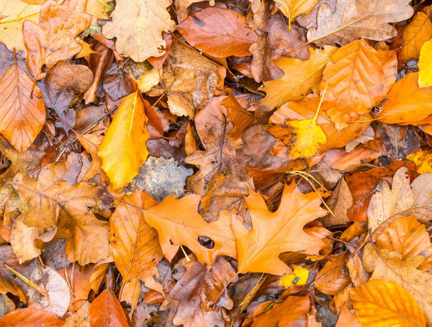 Háttér, narancs és sárga őszi levelek a földön - Fotó, kép