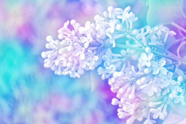  Bando de flores de lilás
 - Foto, Imagem