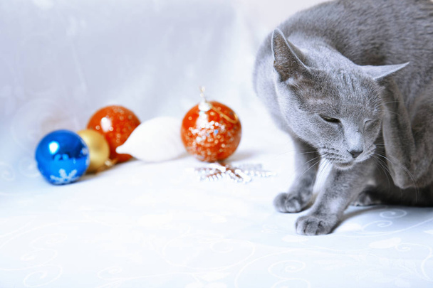 Weihnachtszeit für Katze - Foto, Bild