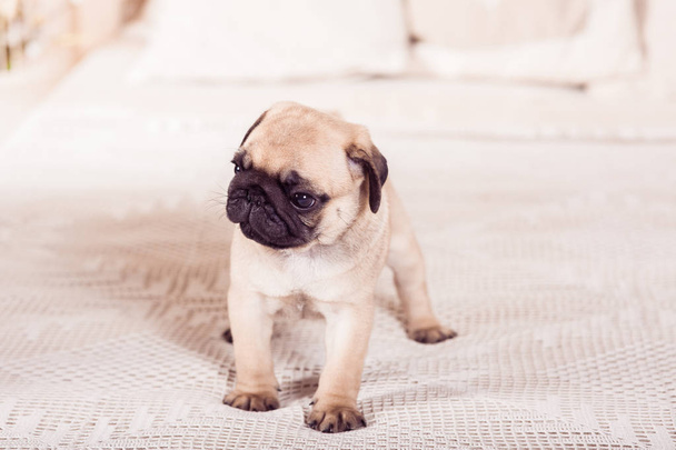Little beige pug puppy standing on the bed - Photo, image