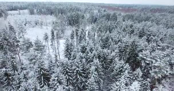 Widok z lotu ptaka snowy lasu w zimie - Materiał filmowy, wideo