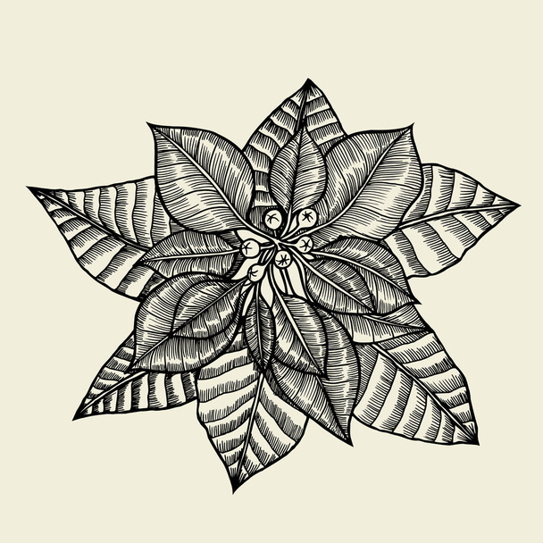 vector illustration - Poinsettia. - Vetor, Imagem