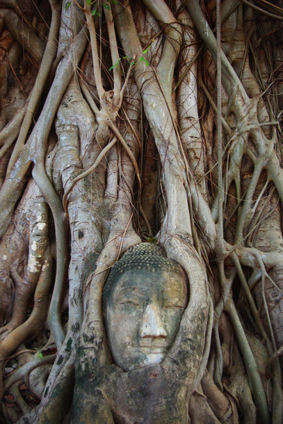 Buddha in a tree - Photo, Image