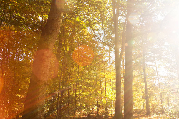 Kolorowa jesień scena z streszczenie flary - Zdjęcie, obraz