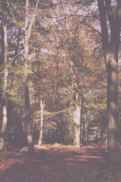 Woodland scene with yellow and brown autumn leaves Vintage Retro - Foto, Imagem
