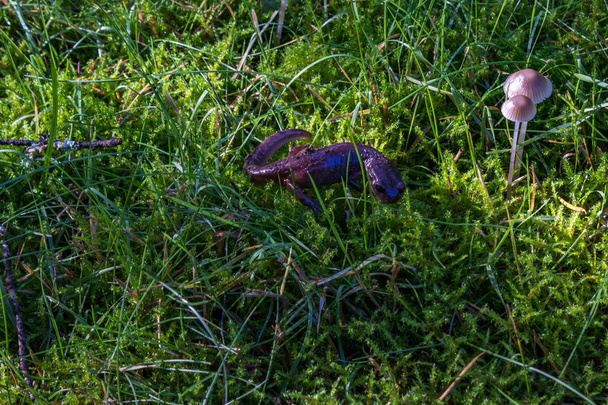 Salamanteri lähellä sieniä
 - Valokuva, kuva