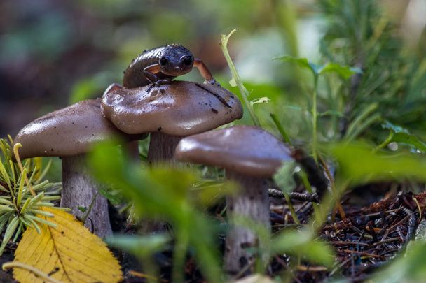salamander peeking over mushroom - Photo, Image