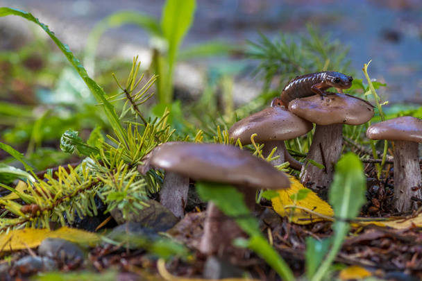 salamandra piccola su funghi
 - Foto, immagini
