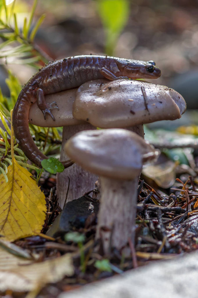 salamandra enrolada ao redor do cogumelo
  - Foto, Imagem
