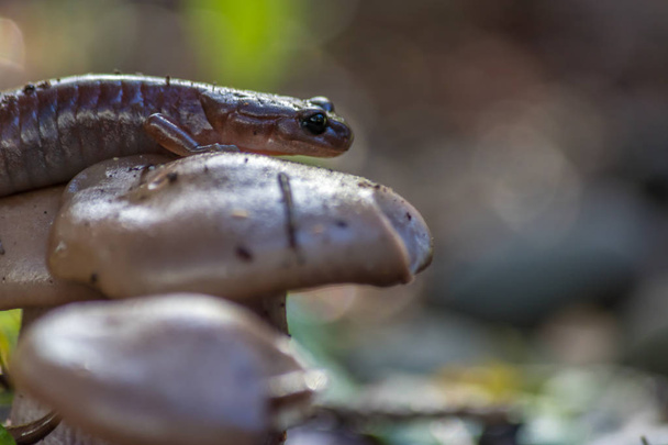 close up of salamander - Photo, Image