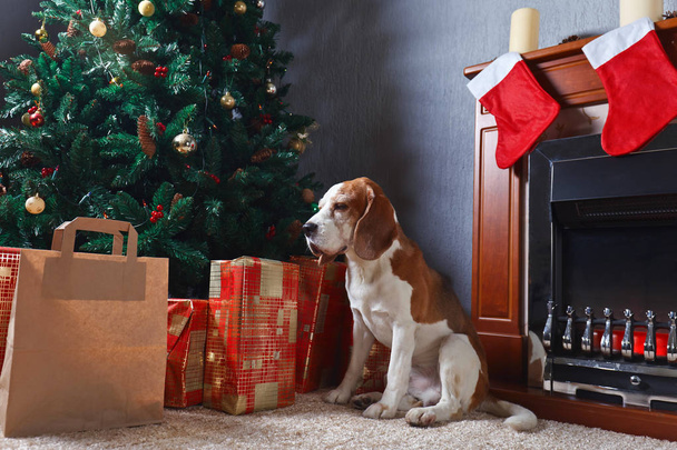 Egy magányos beagle a szőnyegen, a karácsonyi ajándékokat előtt a - Fotó, kép