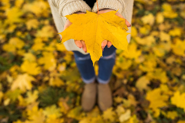 Chica manos abiertas con hojas amarillas en el bosque
 - Foto, Imagen
