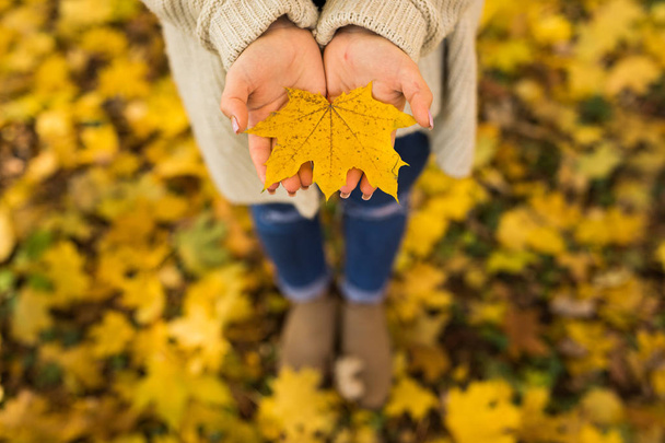 Girl open hands with yellow leaves in forest - Фото, изображение