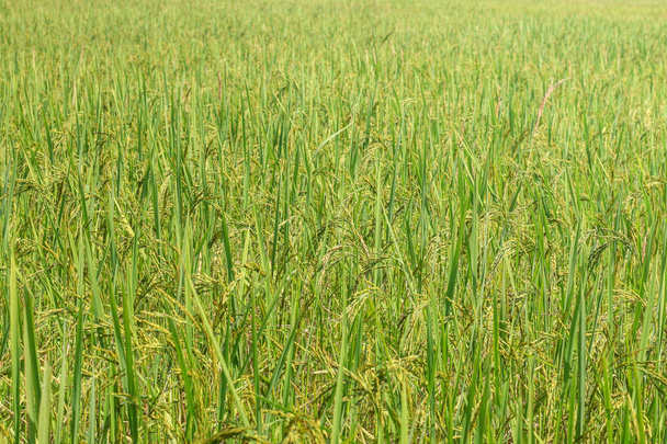 Свежий рис с зелеными листьями на ферме
 - Фото, изображение