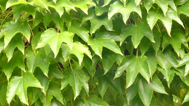 Parthenocissus tricuspidata is a flowering plant in grape family (Vitaceae) native to eastern Asia in Japan, Korea, and China. It is deciduous woody vine growing to 30 m tall or more. - Footage, Video