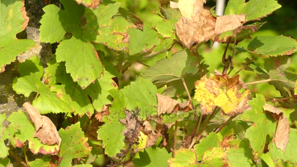 Vitis vinifera (ortak üzüm asma) familyasına ait Vitis, Fas ve Portekiz Kuzey Akdeniz bölgesi, Orta Avrupa ve Güneybatı Asya, yerli Güney Almanya ve Doğu İran'a. - Video, Çekim