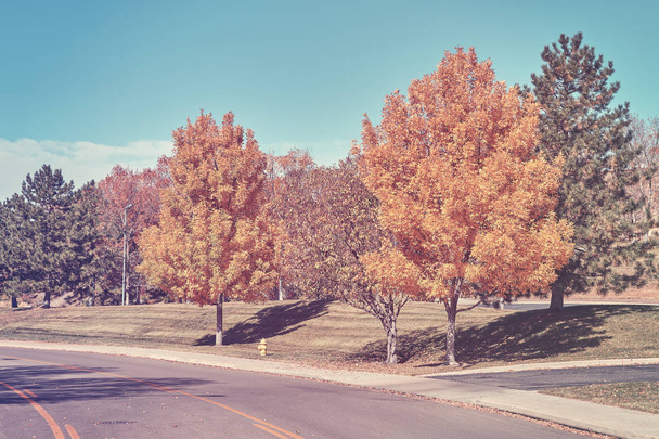 Retro gestileerde herfst bomen langs een weg. - Foto, afbeelding