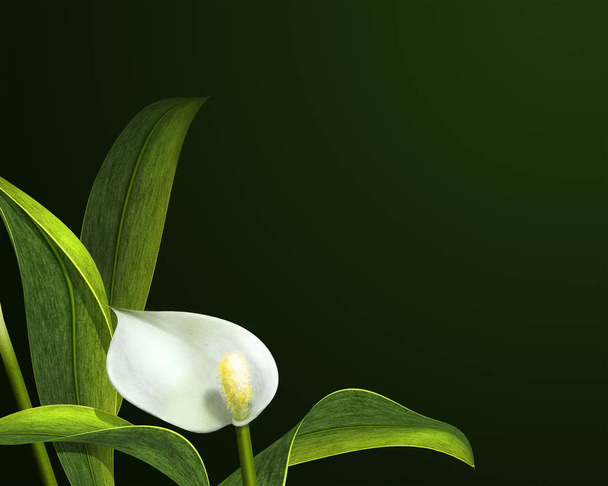 Białe lilie calla na ciemnym tle - Zdjęcie, obraz